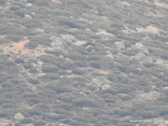 Cytisus oromediterraneus