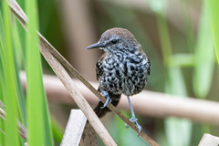 Formicivora acutirostris