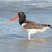 American Oystercatcher - Photo (c) Carlos Moura, some rights reserved (CC BY-NC), uploaded by Carlos Moura