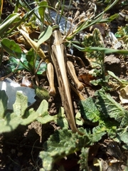 Schistocerca cancellata