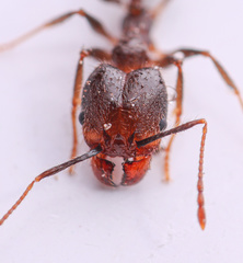Pheidole perpilosa