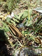 Schistocerca cancellata