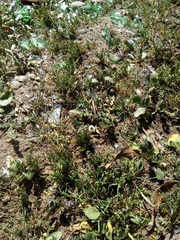 Schistocerca cancellata