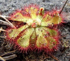 Drosera natalensis