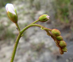 Drosera natalensis