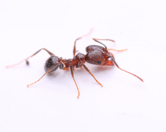 Pheidole perpilosa