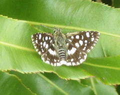 Spialia