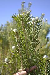 Leucadendron galpinii