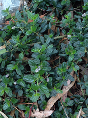 Ceanothus thyrsiflorus thyrsiflorus