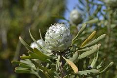 Leucadendron galpinii