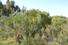 Leucadendron galpinii