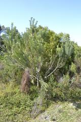 Leucadendron galpinii