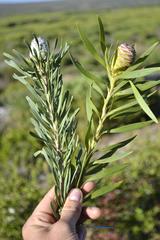 Leucadendron galpinii