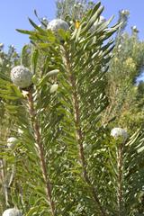 Leucadendron galpinii