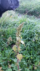 Amaranthus hybridus