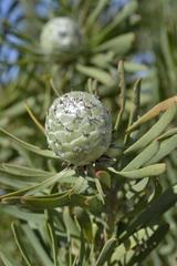 Leucadendron galpinii