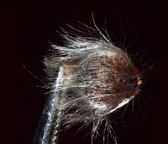 Leucadendron galpinii