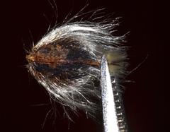 Leucadendron galpinii