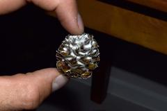 Leucadendron galpinii