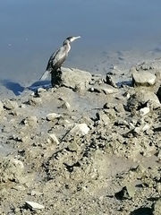 Phalacrocorax carbo