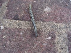 Ommatoiulus lusitanus