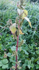 Amaranthus hybridus