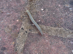 Ommatoiulus lusitanus