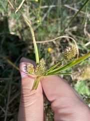 Cyperus echinatus