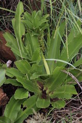 Eucomis