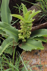 Eucomis