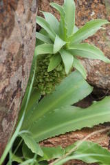 Eucomis