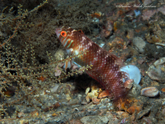 Xyrichtys splendens