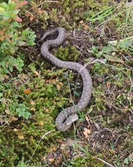 Vipera aspis zinnikeri
