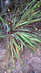 Watsonia knysnana