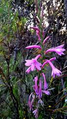 Watsonia knysnana