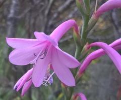 Watsonia knysnana