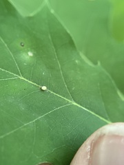 Zopheroteras hubbardi