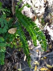 Asplenium ulbrichtii