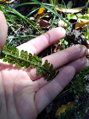Asplenium ulbrichtii