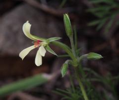 Pelargonium aridum