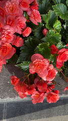 Begonia × hiemalis