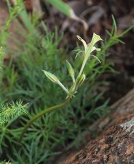 Pelargonium aridum