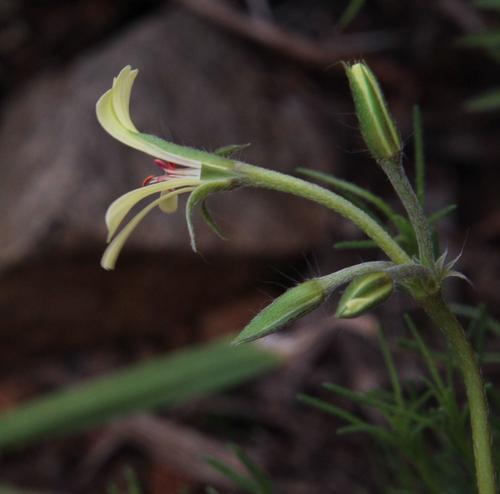 Pelargonium aridum (Eckl. & Zeyh.) R.A.Dyer 2