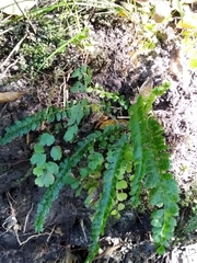 Asplenium ulbrichtii