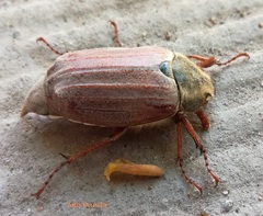 Melolontha melolontha