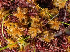 Sphagnum majus