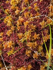 Sphagnum majus