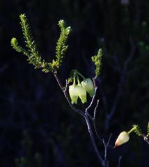 Erica urna-viridis