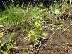 Ranunculus cantoniensis