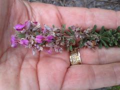 Indigofera rhodantha